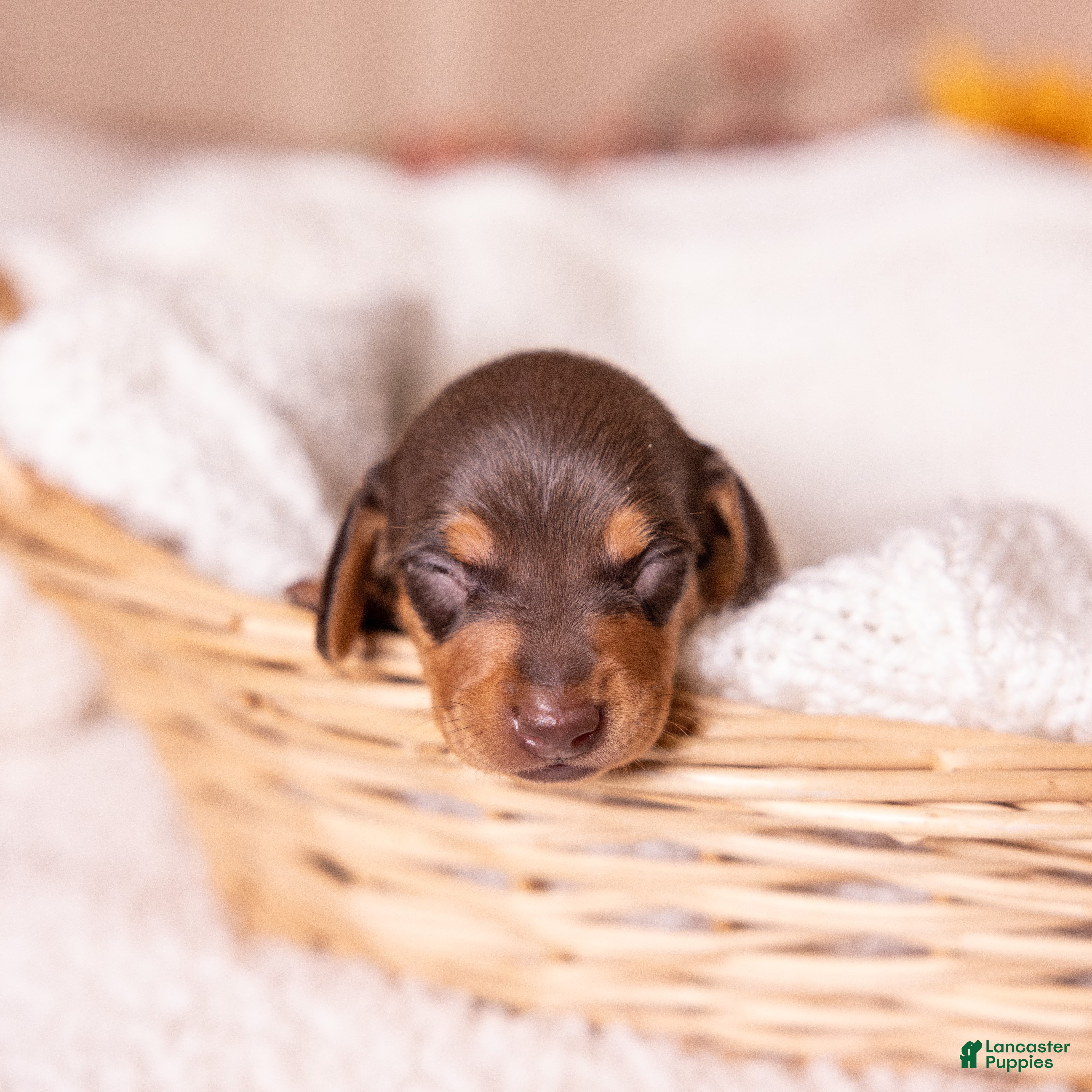 Miniature Dachshund dogs Scout - Ad 1