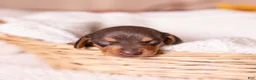 Miniature Dachshund dogs for sale: Scout - Ad 1