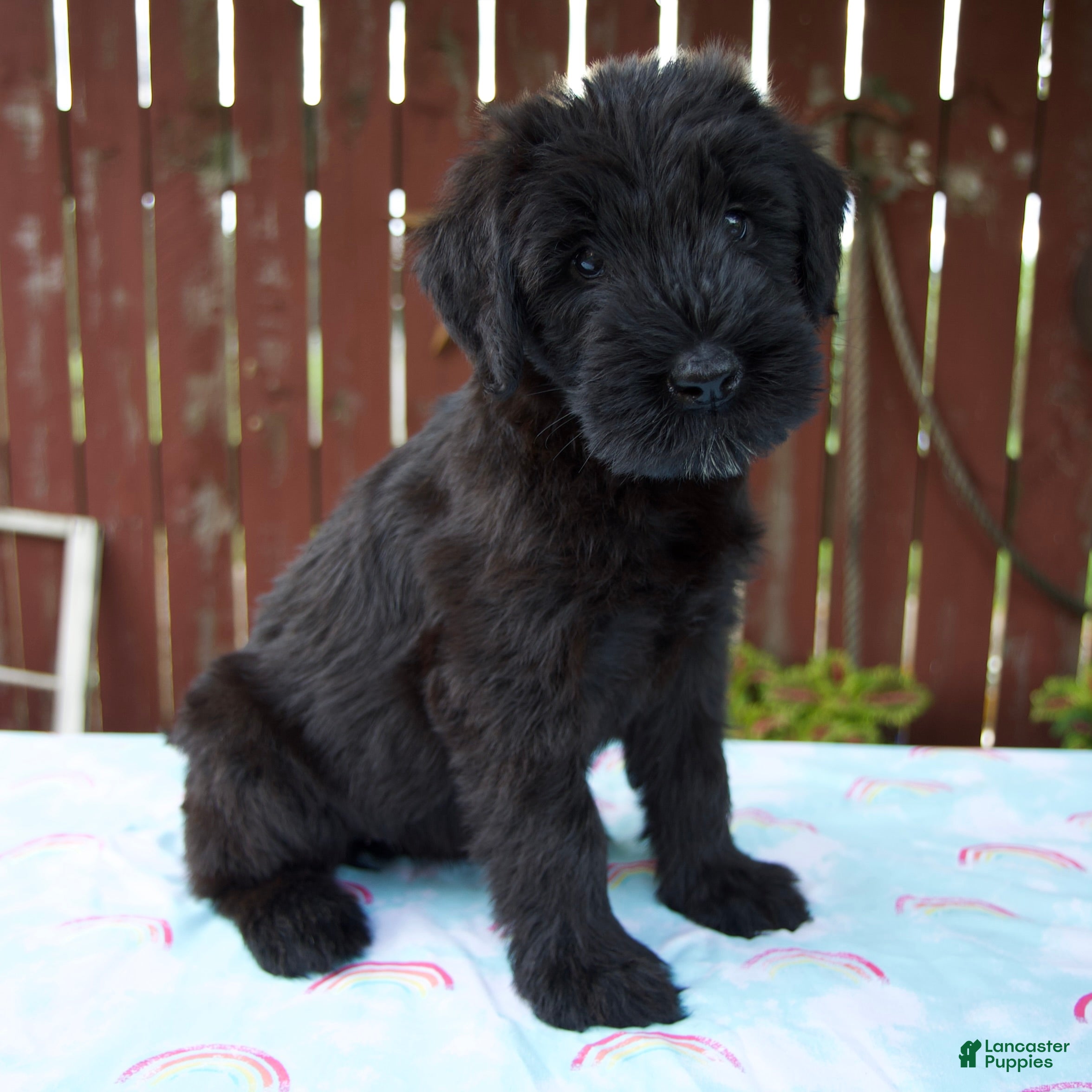 Giant Schnauzer dogs Louise - Ad 2