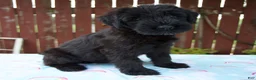 Giant Schnauzer dogs for sale: Louise - Ad 2