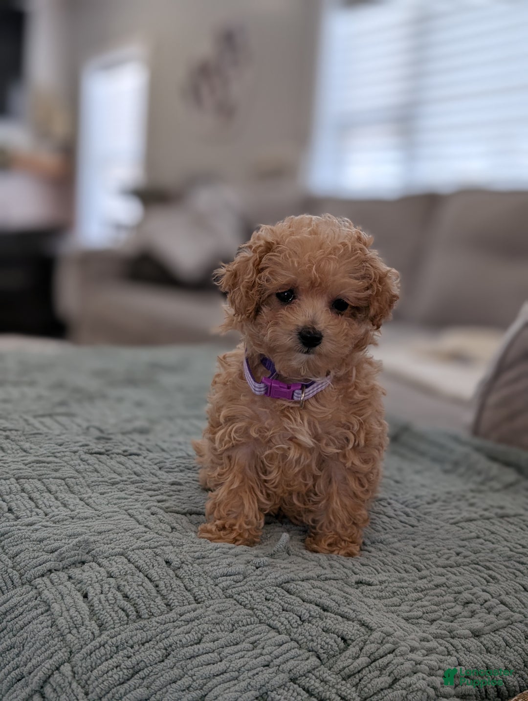 Toy Poodle dogs for sale: Amara - Ad 2