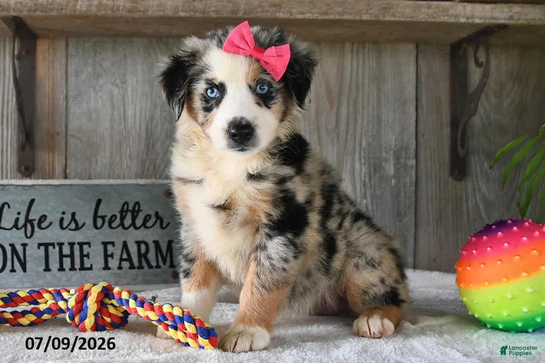 Australian Shepherd dogs for sale: Misty - Ad 1