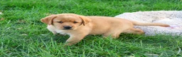 Labrador Retriever dogs for sale: Cheyenne - Ad 3
