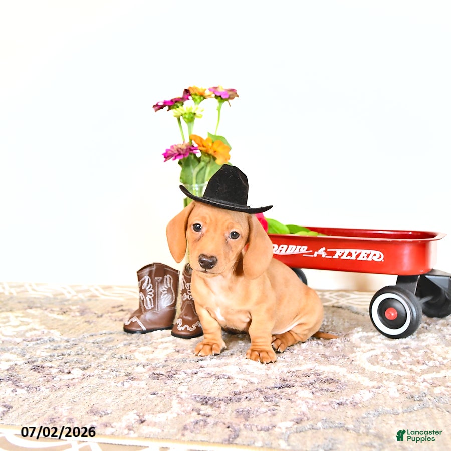 Miniature Dachshund dogs Casey - Ad 1