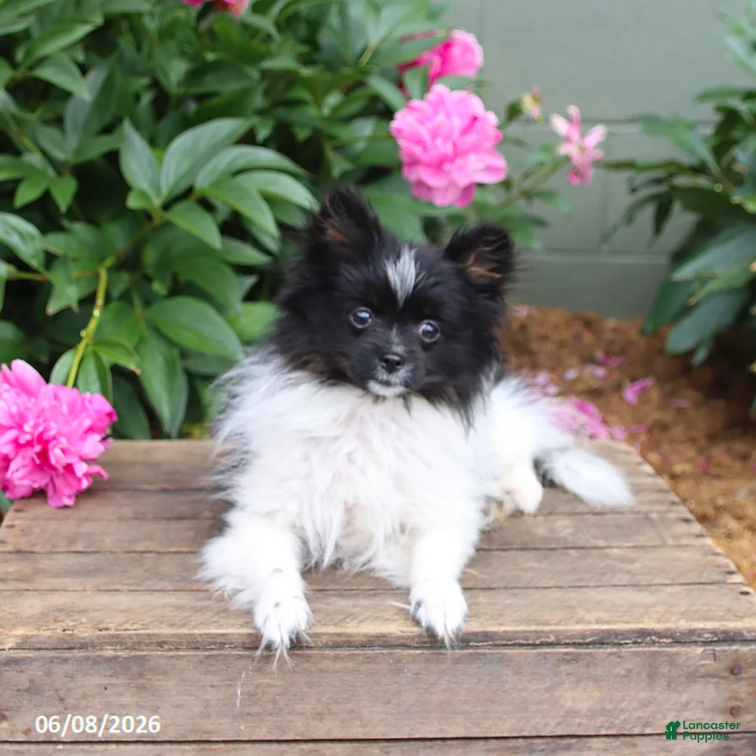Pomeranian dogs for sale: Tinkerbell - Ad 2