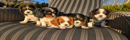 Cavalier King Charles Spaniel dogs for sale: Val - Ad 15