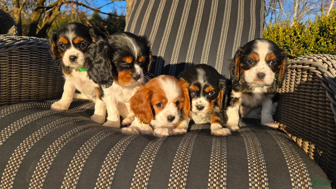 Cavalier King Charles Spaniel dogs for sale: Vivian - Ad 11