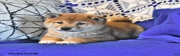 Shiba Inu dogs for sale: Riley Jake - Ad 8