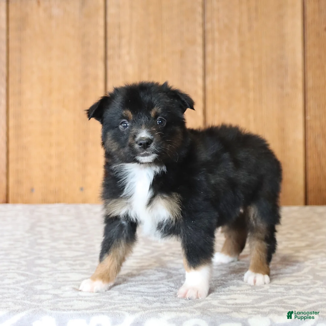 Miniature Australian Shepherd dogs for sale: Dolly - Ad 4
