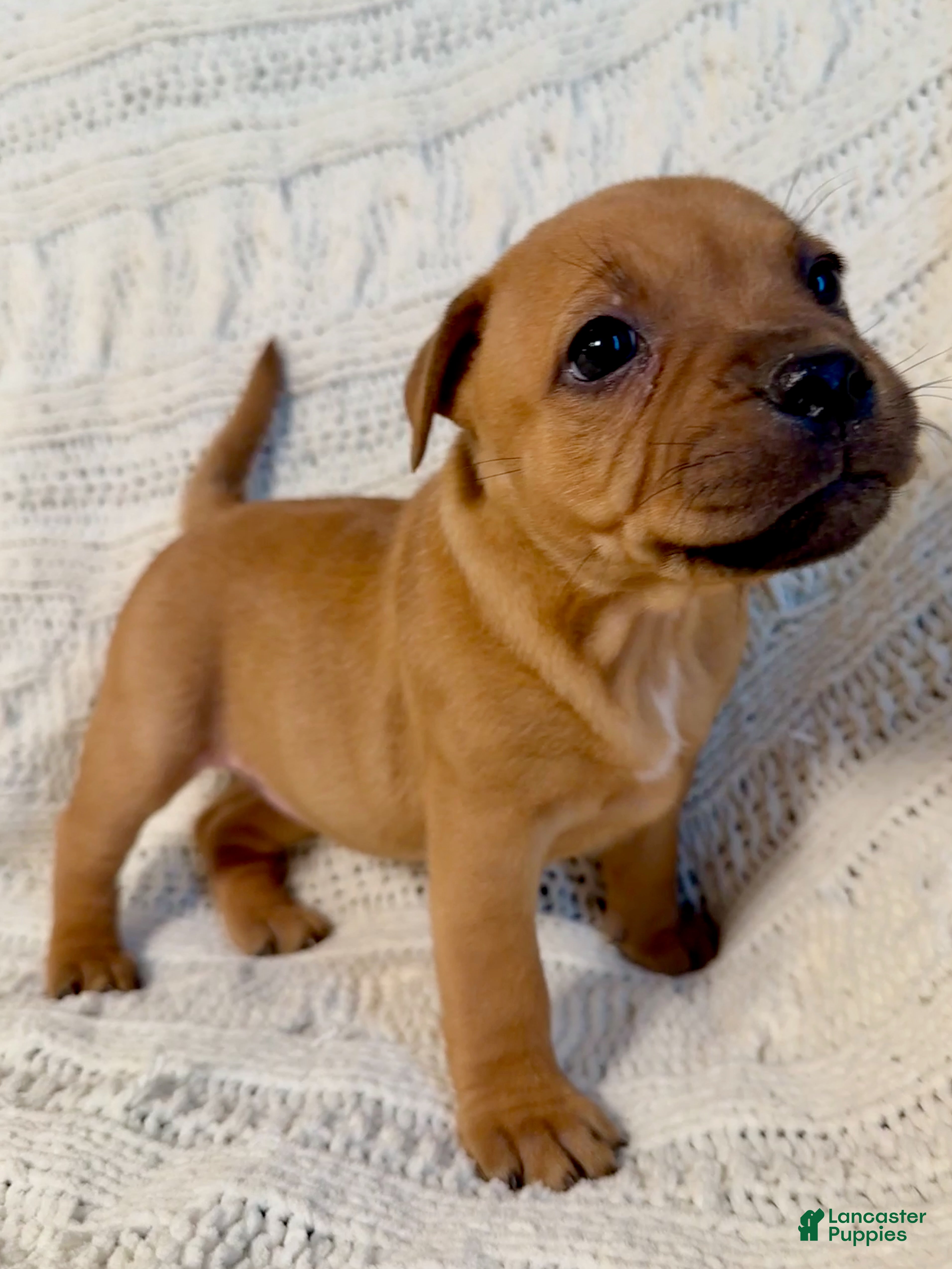 Staffordshire Bull Terrier dogs Staffordshire Bull Terrier Puppy 2 - Ad 5