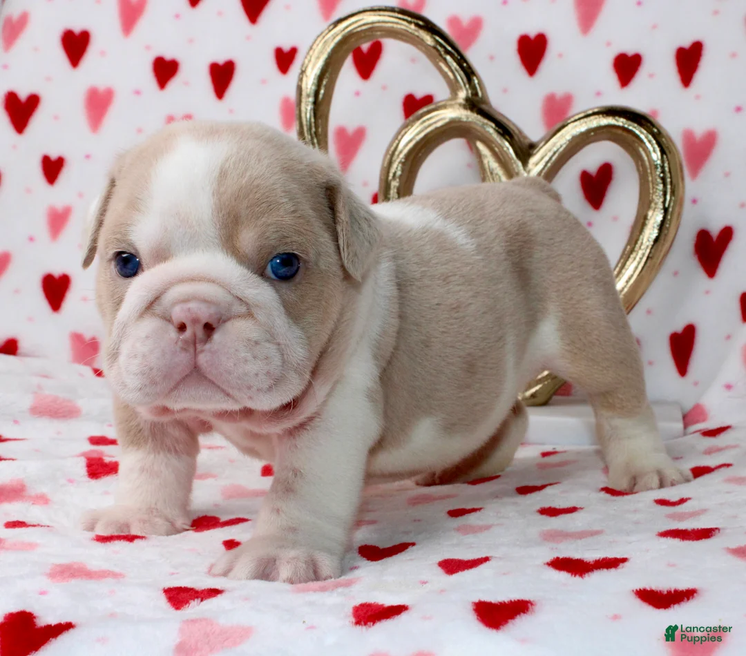 English Bulldog dogs for sale: Tuggs - Ad 1