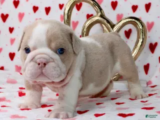 English Bulldog dogs Tuggs - Ad 9