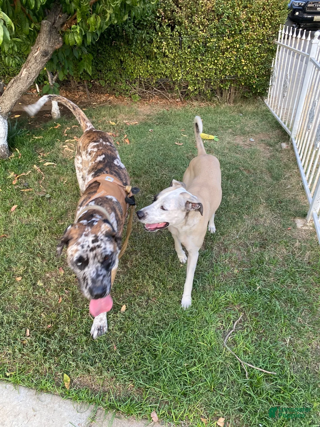 Mixed Breed dogs for sale: Harleyquin Male - Ad 13