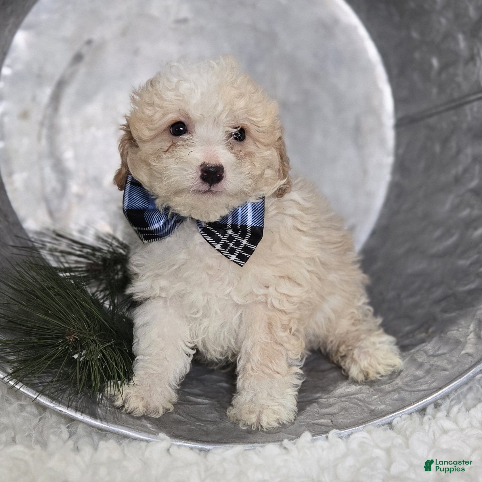 Pomapoo dogs Leo - Ad 2