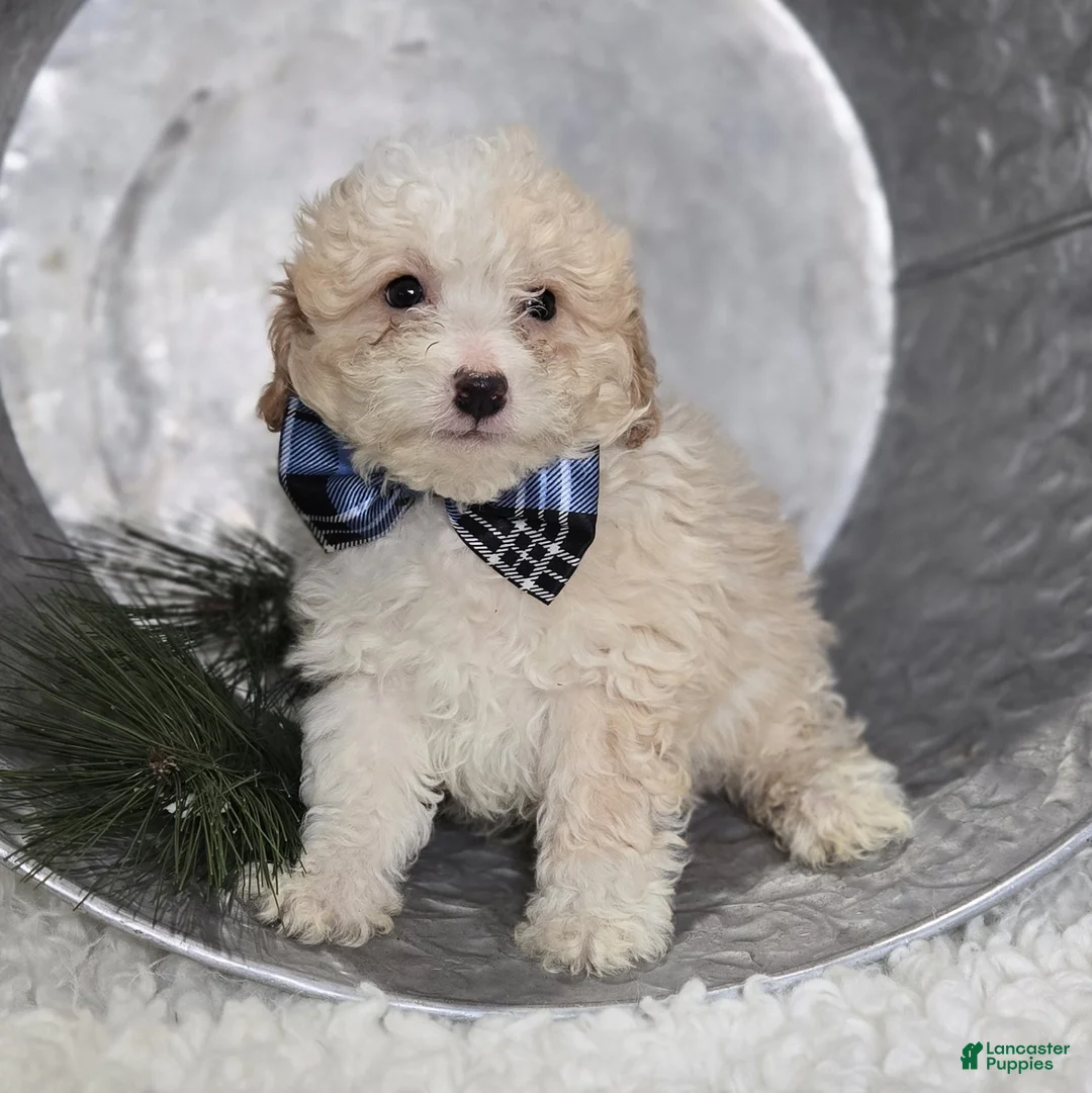 Pomapoo dogs for sale: Leo - Ad 3