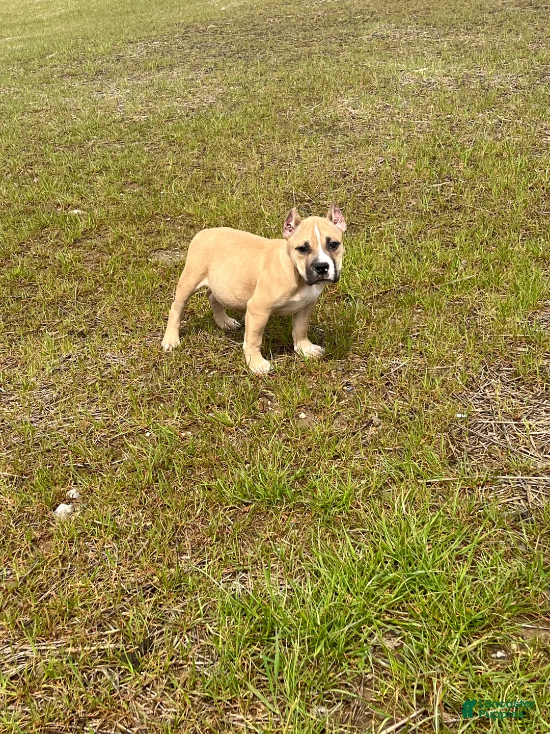 American Bully dogs for sale: American Bully Puppy 1 - Ad 6