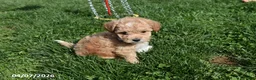 Bichpoo dogs for sale: Bethany - Ad 5