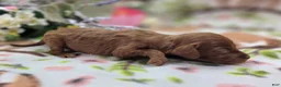 Cockapoo dogs for sale: Emily - Ad 3