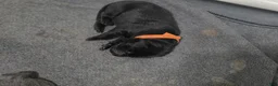 Labrador Retriever dogs for sale: Buck - Ad 12