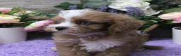 Cavapoo dogs for sale: Autumn's #5 Male - Ad 7