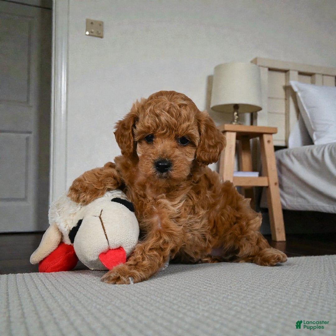 Miniature Poodle dogs for sale: Bella - Ad 7