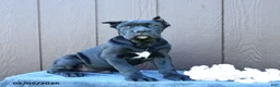 Cane Corso dogs for sale: Bandit - Ad 6