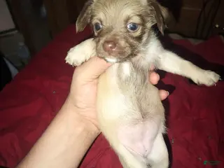 Chihuahua dogs Chihuahua Puppy 2 - Ad 4