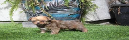 Yorkshire Terrier dogs for sale: Mrs Brawny  - Ad 2