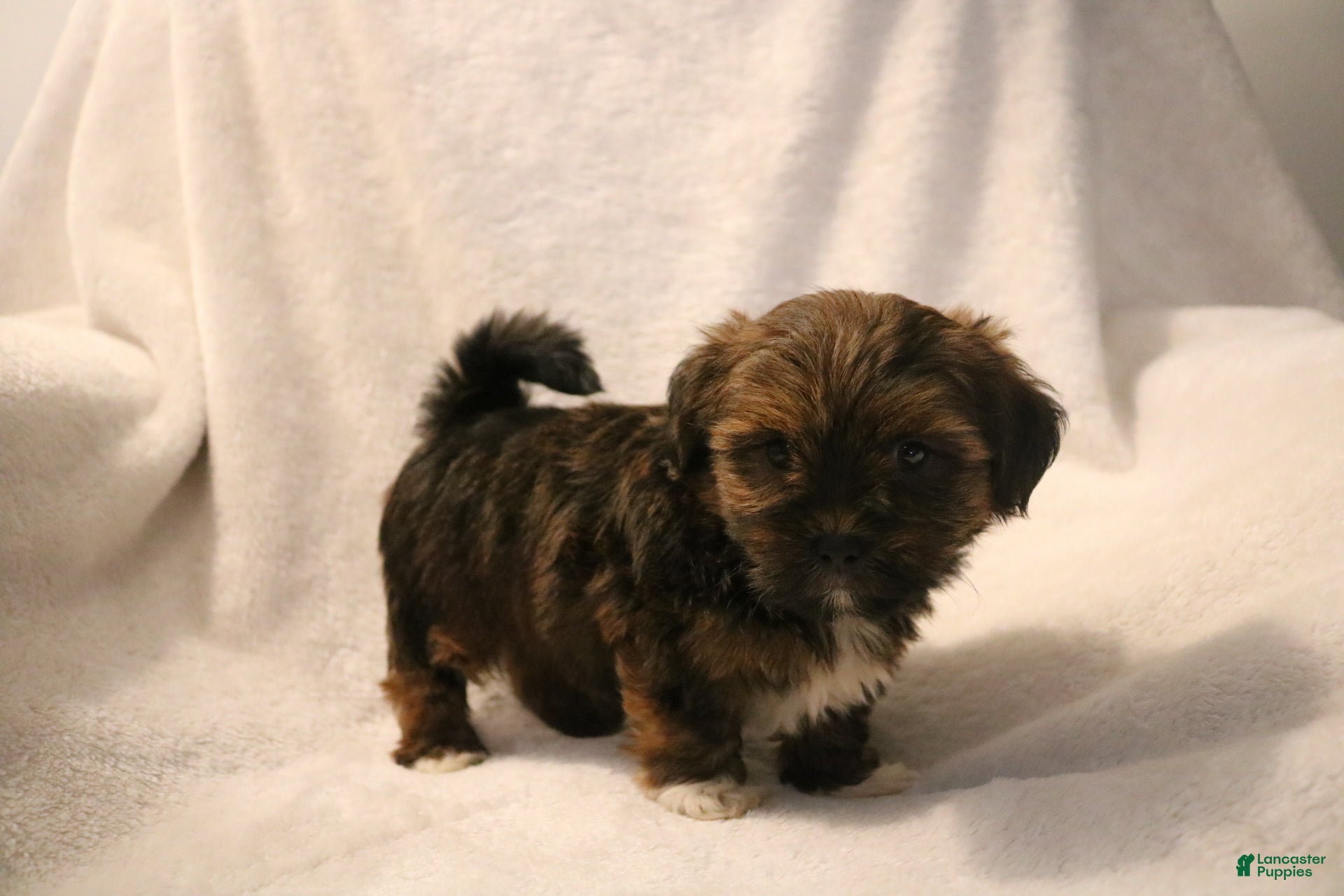 Shorkie dogs Bear - Ad 1