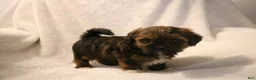 Shorkie dogs for sale: Bear - Ad 1