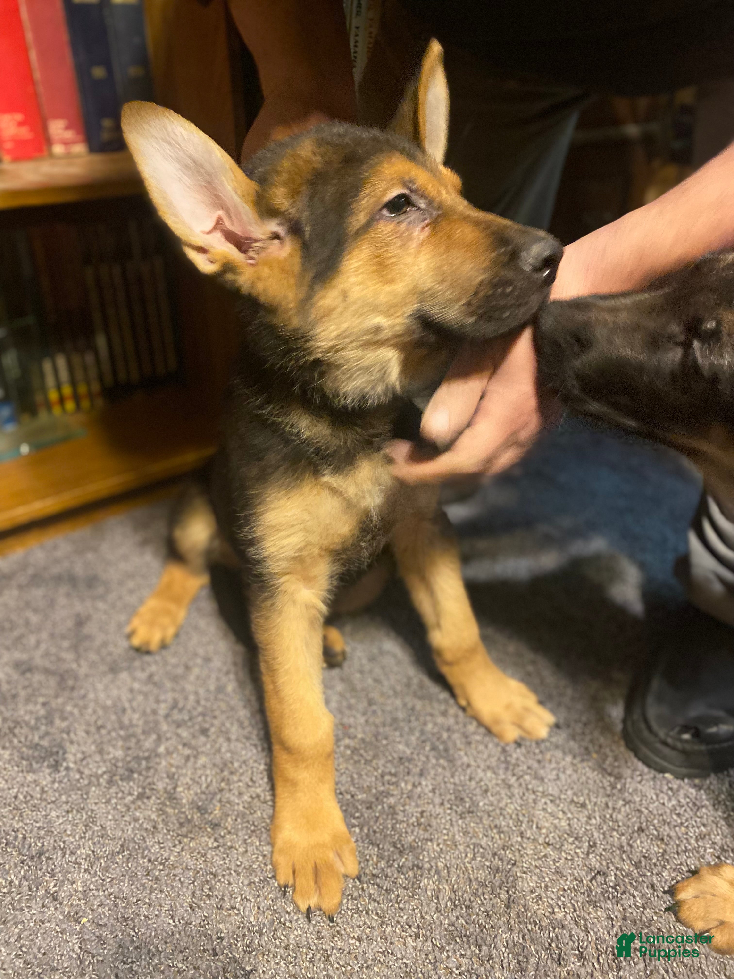 German Shepherd dogs German Shepherd Puppy 1 - Ad 1