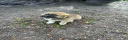 Mixed Breed dogs for sale: Mixed Breed 2 - Ad 2