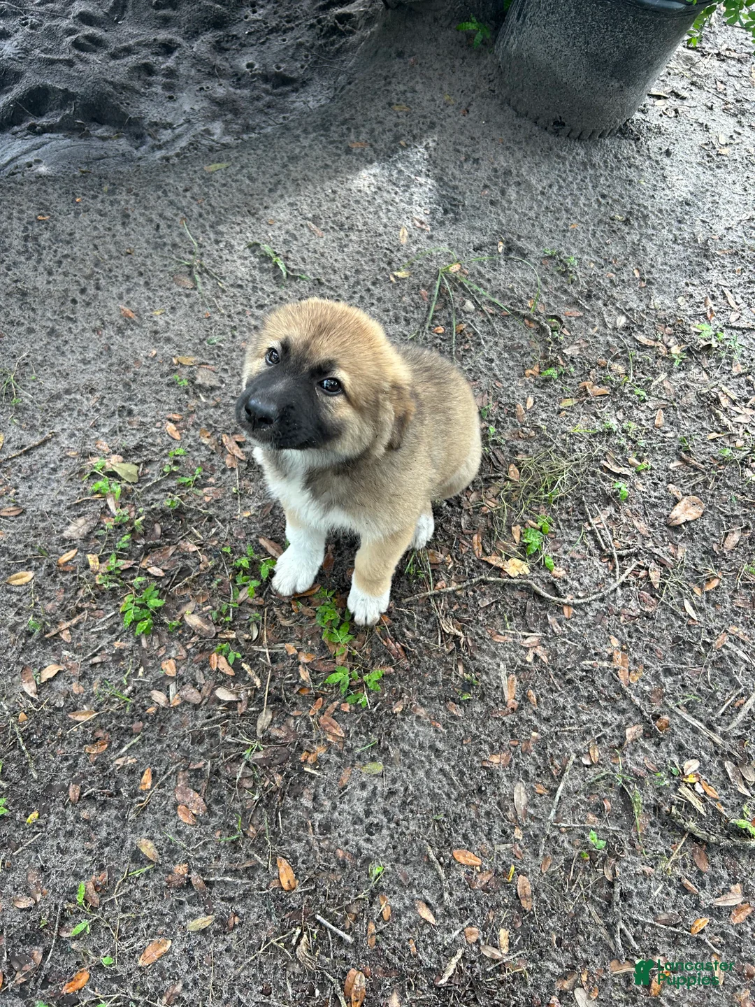 Mixed Breed dogs for sale: Mixed Breed 2 - Ad 2