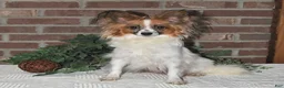 Papillon dogs for sale: Trooper - Ad 6