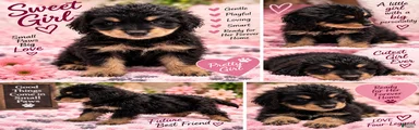 Mini Bernedoodle 6