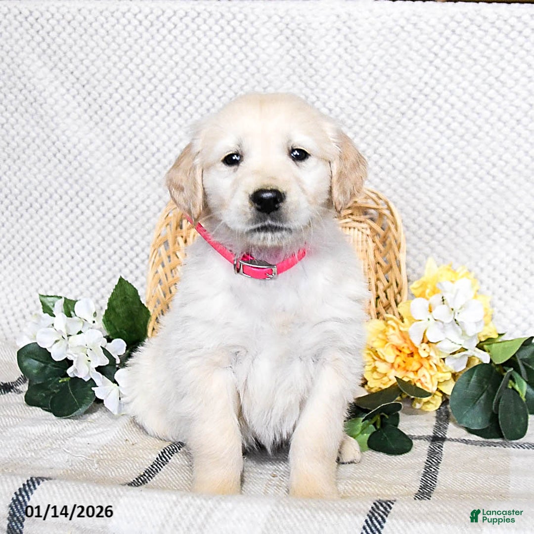 Golden Retriever dogs for sale: Sawyer - Ad 3