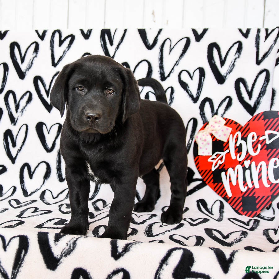 Labrador Retriever dogs for sale: Murphy - Ad 4