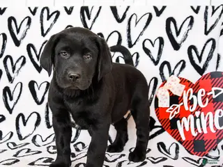 Labrador Retriever dogs for sale: Murphy - Ad 4