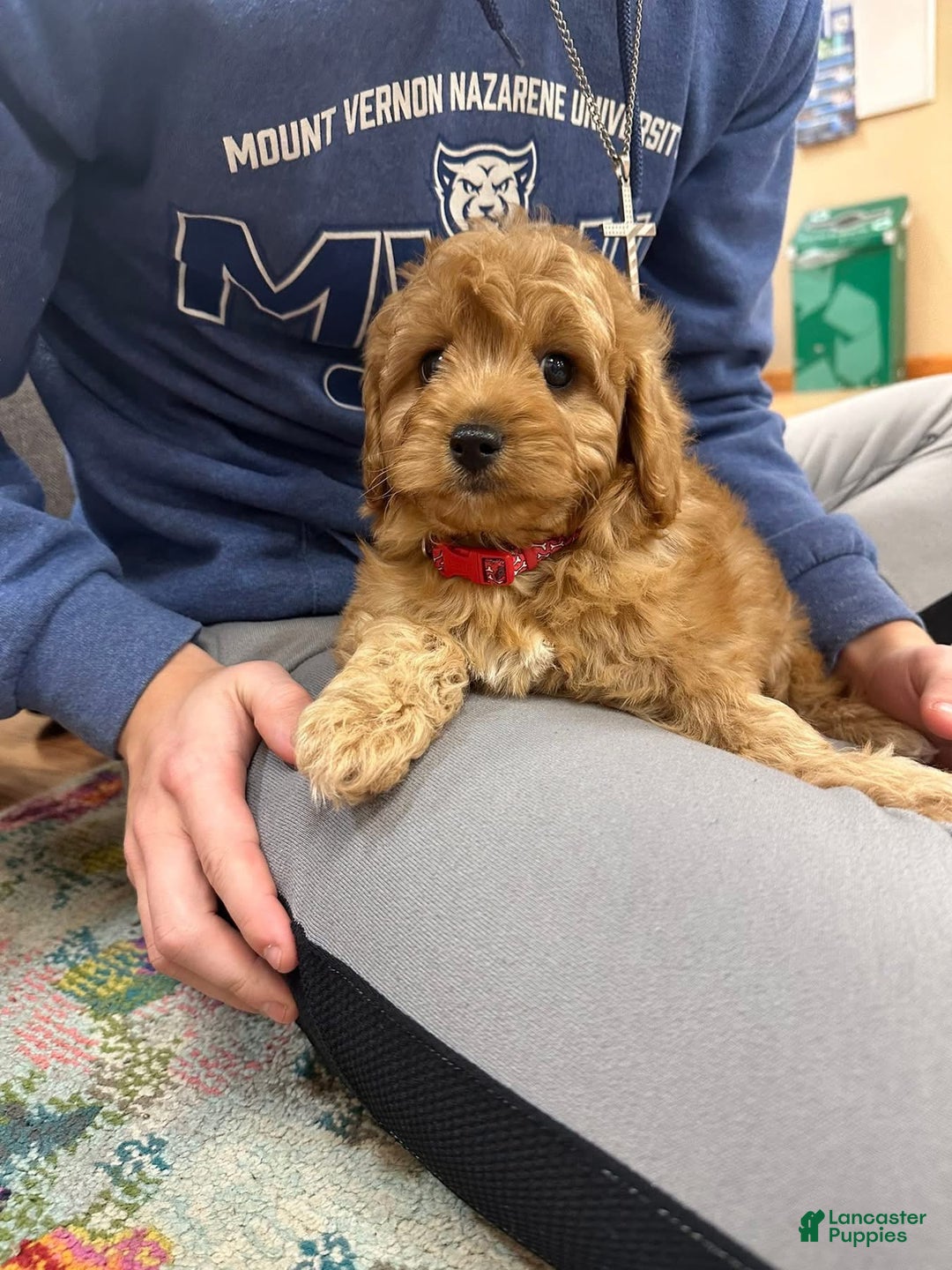 Cavapoo dogs for sale: Simon - Ad 3