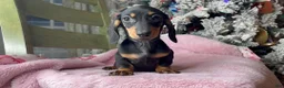 Miniature Dachshund dogs for sale:  Puppy 3 - Ad 3