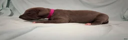 Great Dane dogs for sale: Firecracker - Ad 2