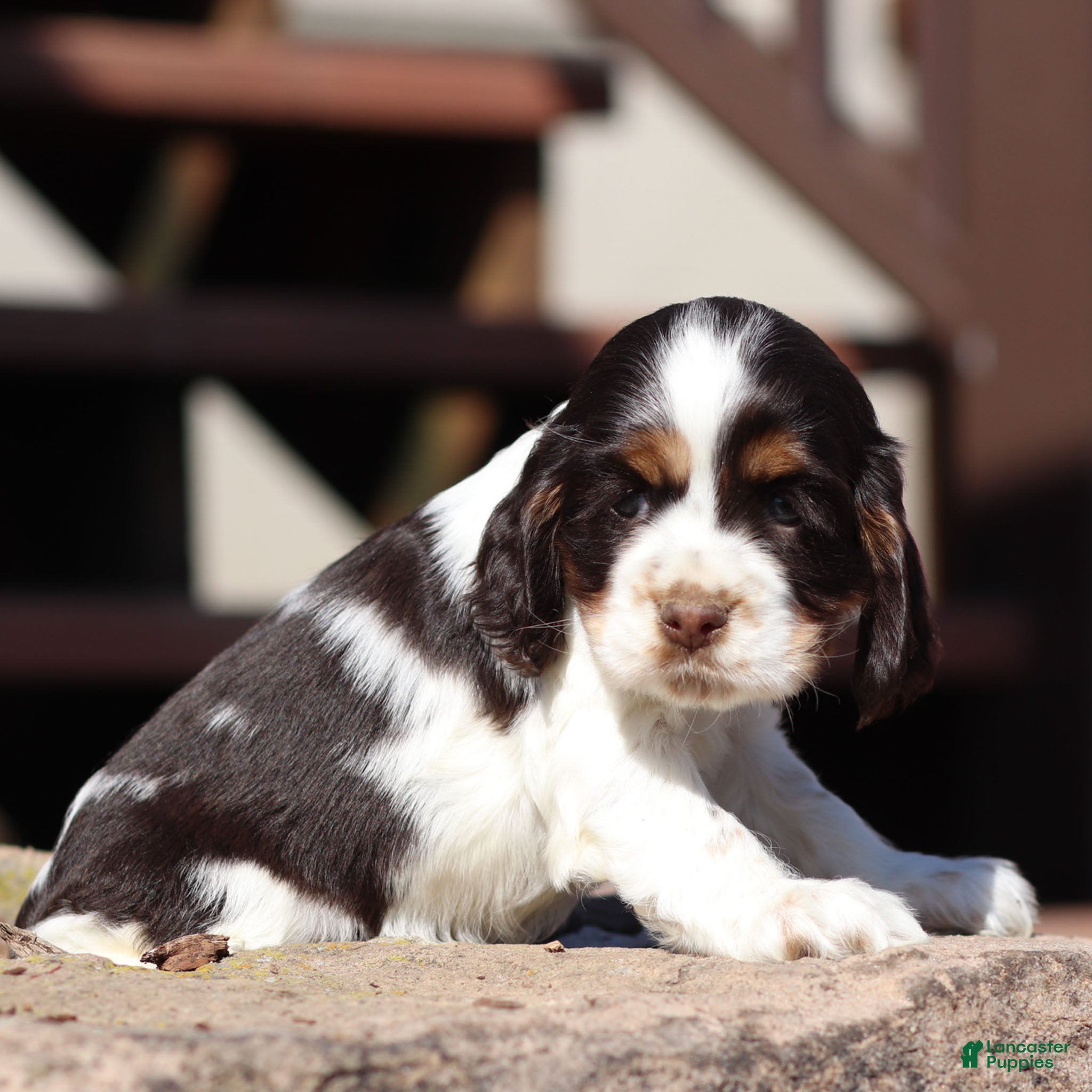 Cocker Spaniel dogs Willow Cocker Spaniel Puppy  - Ad 2