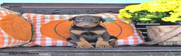 Doberman Pinscher dogs for sale: Archie - Ad 3