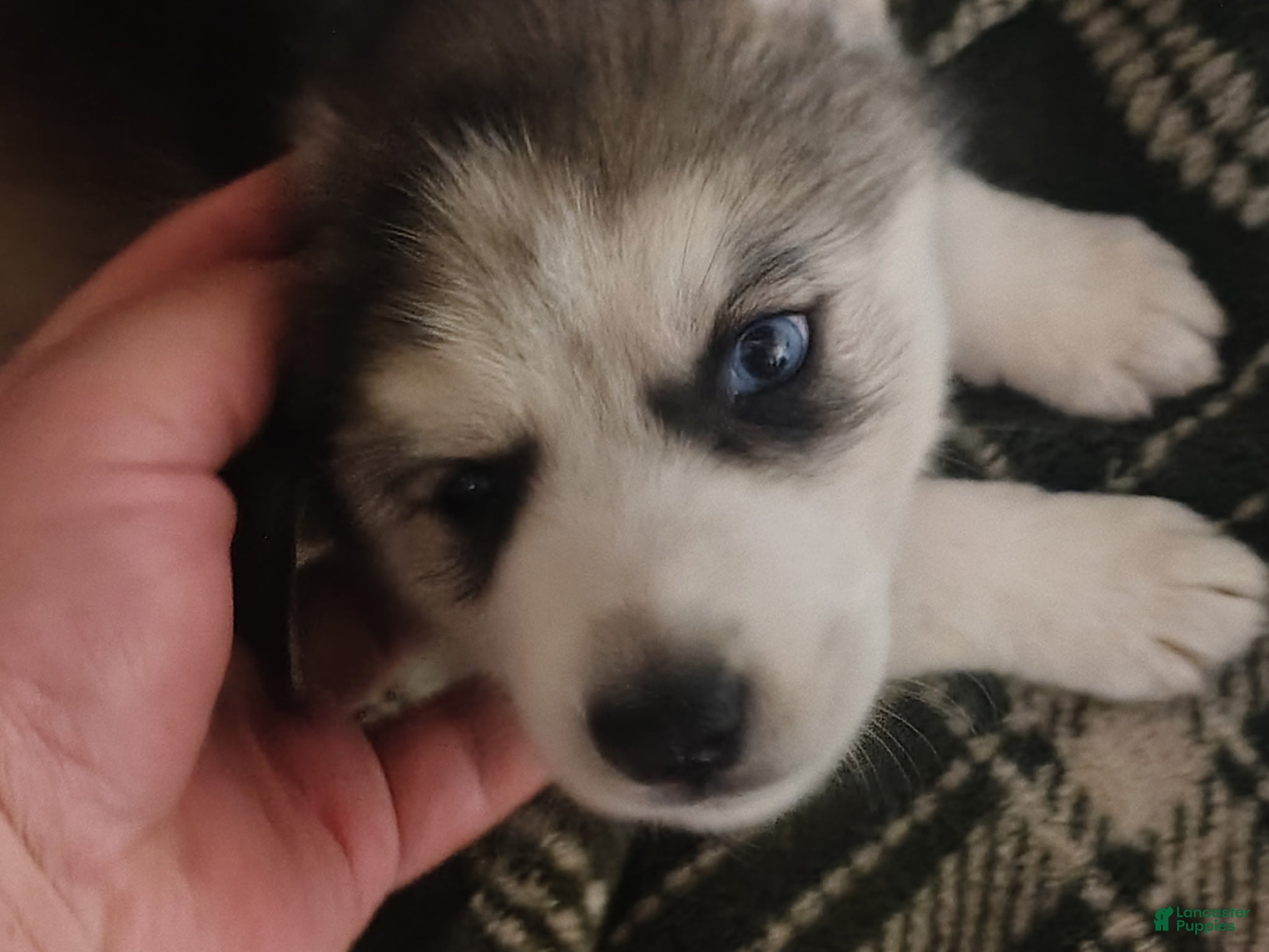Siberian Husky dogs Siberian Husky 1 - Ad 20