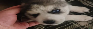 Siberian Husky 1