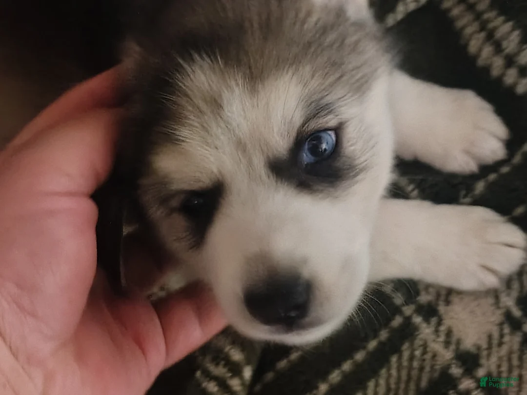 Siberian Husky dogs for sale: Siberian Husky 1 - Ad 1