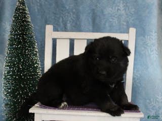 Gerberian Shepsky dogs 2 Purple - Ad 9