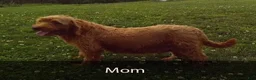 Mini Goldendoodle dogs for sale: Betsy - Ad 9