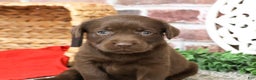 Labrador Retriever dogs for sale: Lynn  - Ad 4