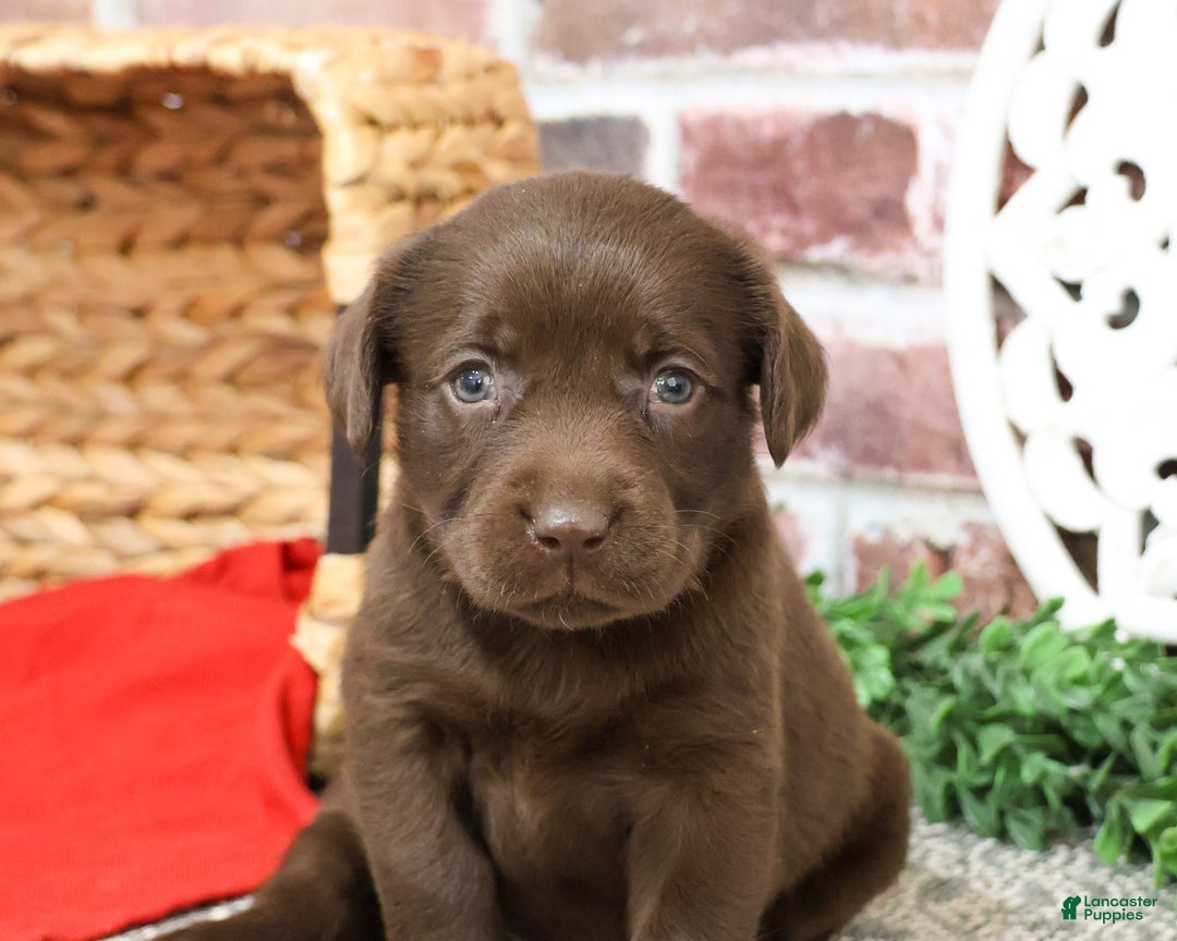Labrador Retriever dogs for sale: Lynn  - Ad 4